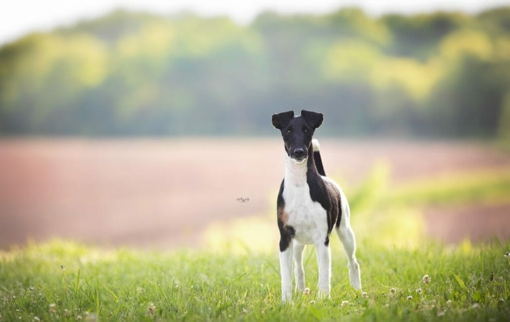 decorum brilliance ) fox terrier