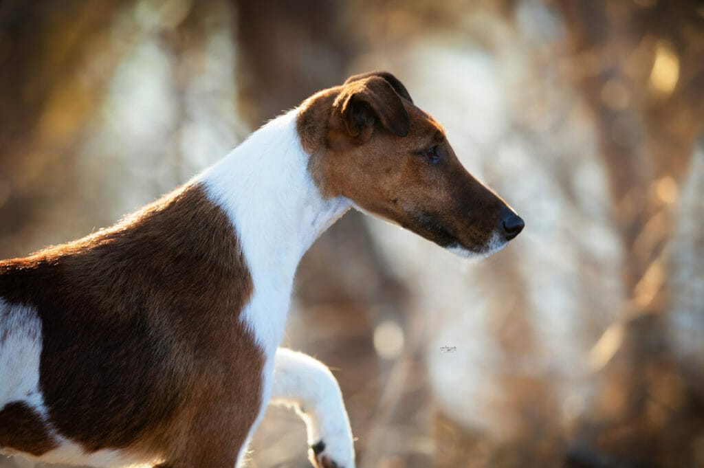 belfox original ) fox terrier