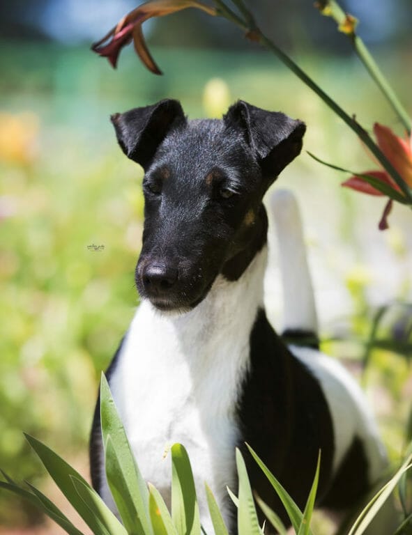 decorum incandescent ) smooth fox terrier
