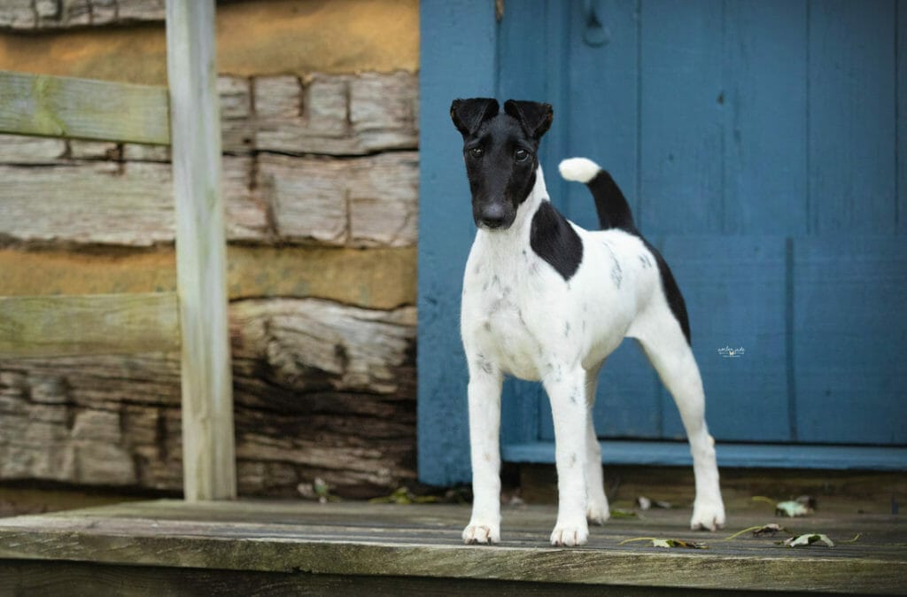 Photo of ​Pinnacle Dot T’Eyes X’The Tees, a Black, Tan & White Fox Terrier (Smooth).