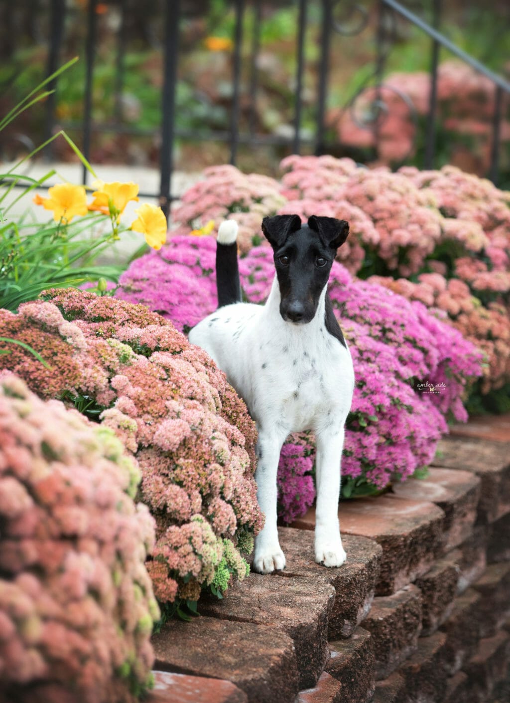 Photo of ​Pinnacle Dot T’Eyes X’The Tees, a Black, Tan & White Fox Terrier (Smooth).