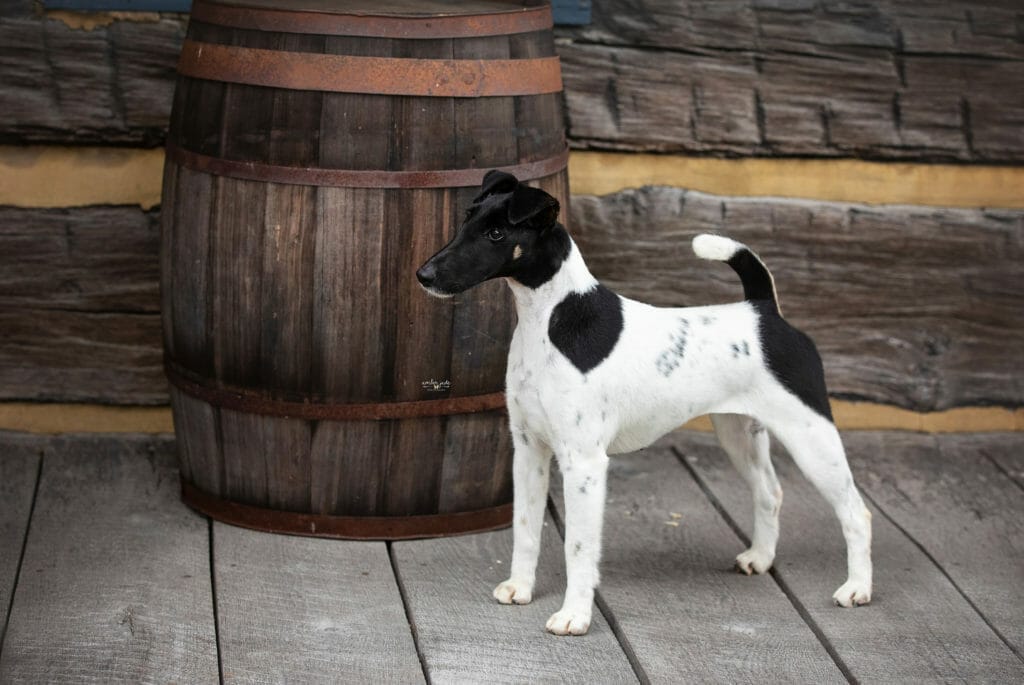 Photo of ​Pinnacle Dot T’Eyes X’The Tees, a Black, Tan & White Fox Terrier (Smooth).