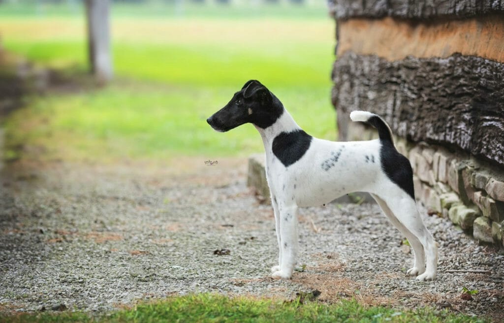 Photo of ​Pinnacle Dot T’Eyes X’The Tees, a Black, Tan & White Fox Terrier (Smooth).