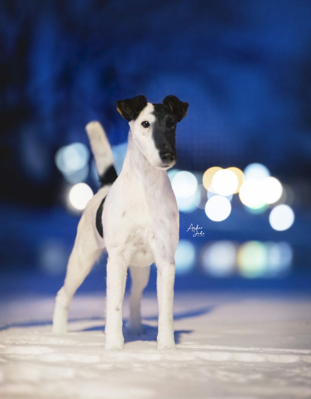 agree get lucky ) smooth fox terrier