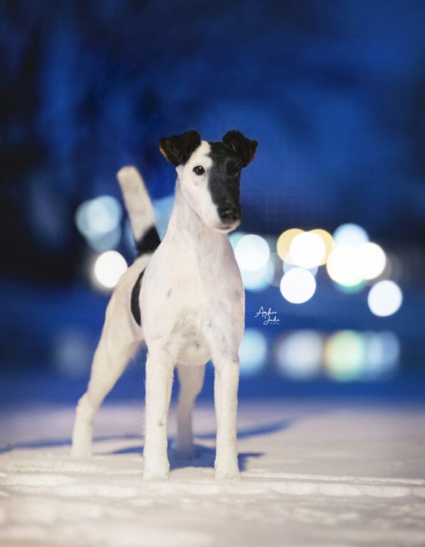 agree get lucky ) smooth fox terrier