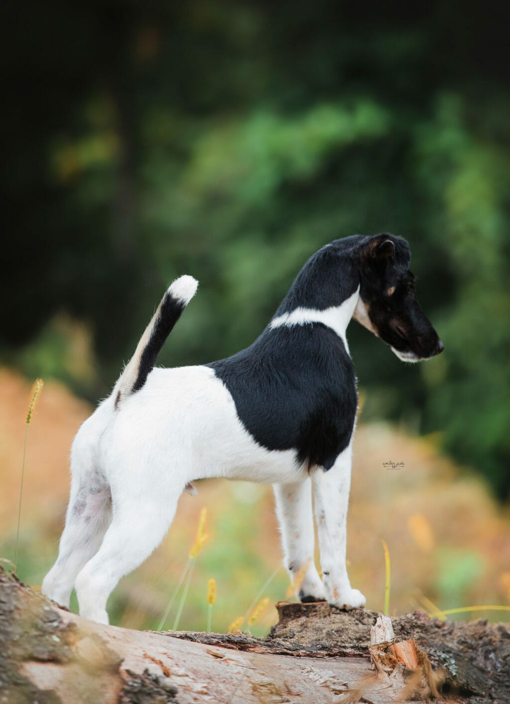 decorum jetstream mischief managed - smooth fox terrier