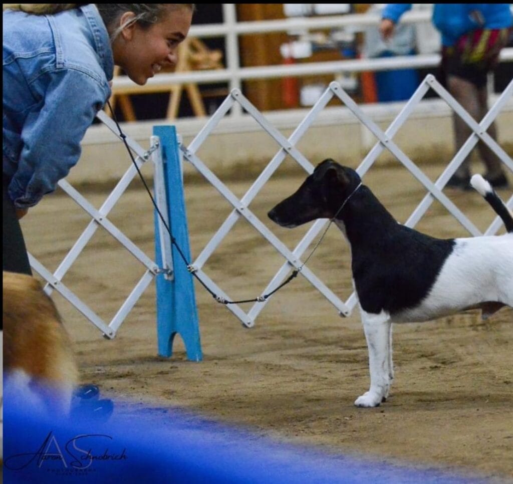 Photo of BISS GCH Decorum Jetstream Mischief Managed, a Black, Tan & White Fox Terrier (Smooth).