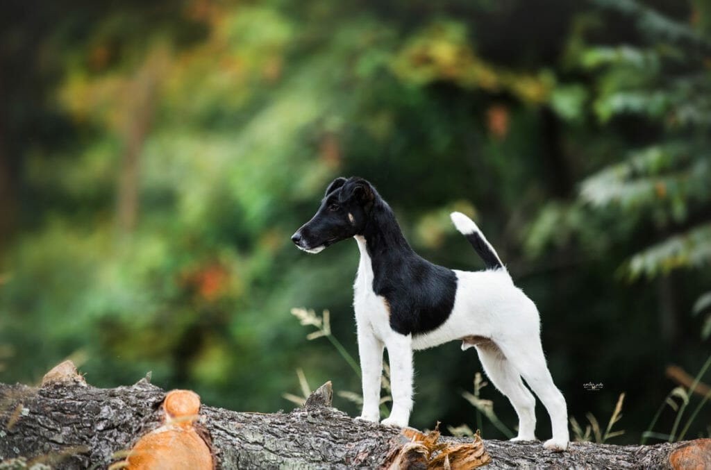 decorum jetstream mischief managed - smooth fox terrier