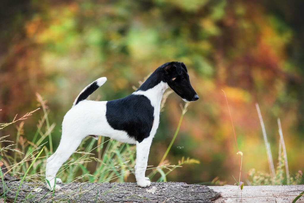 decorum jetstream mischief managed - smooth fox terrier