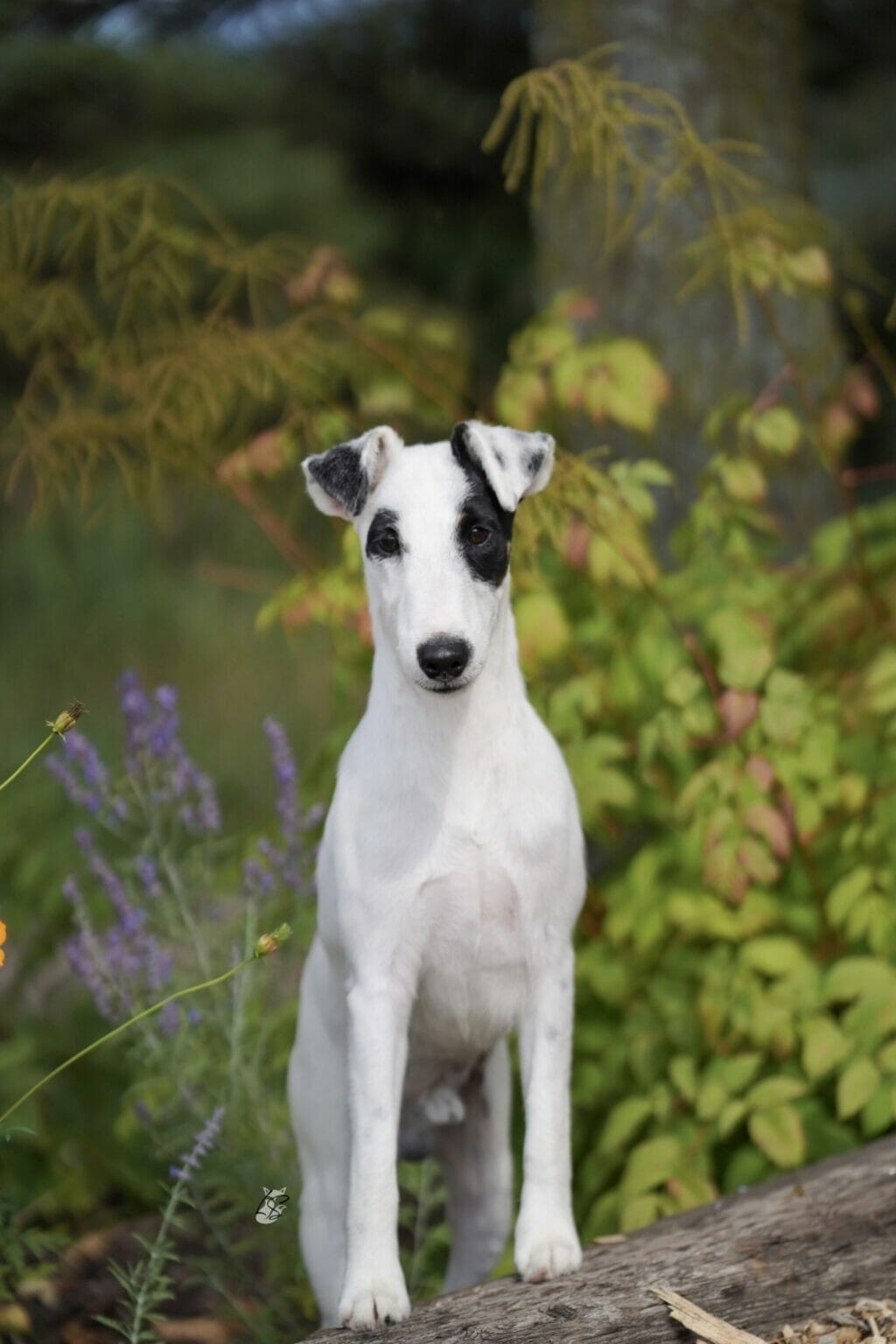 Decorum Turnin Heads - fox terrier in garden