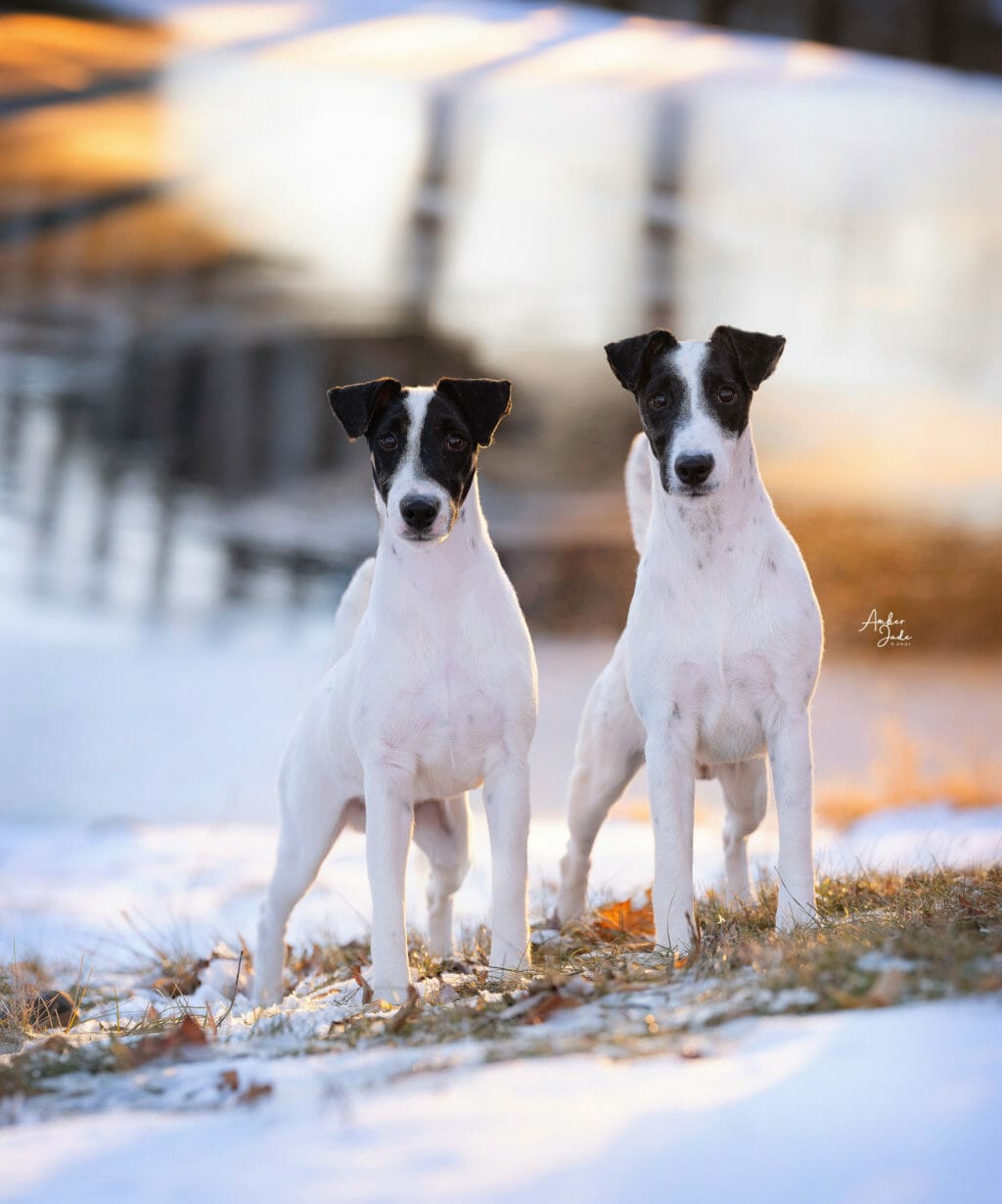 misty hollow decorum above the clouds ) fox terrier