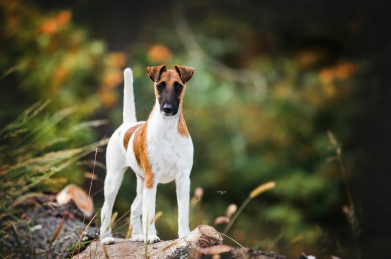 Belfox Osiris ) smooth fox terrier