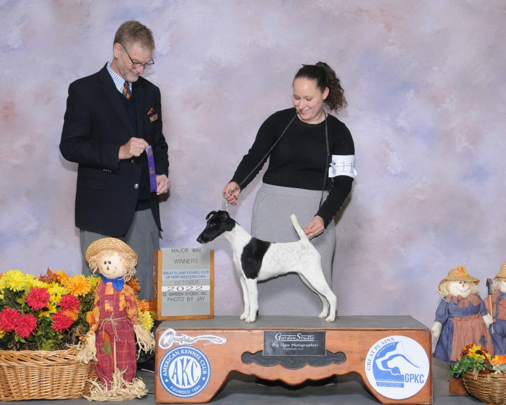 decorum stars at night ) fox terrier