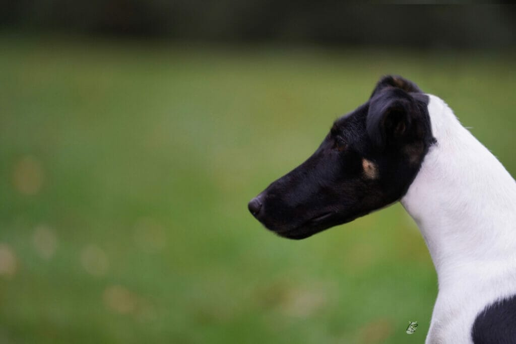 Misty Hollows London Fog - fox terrier head study