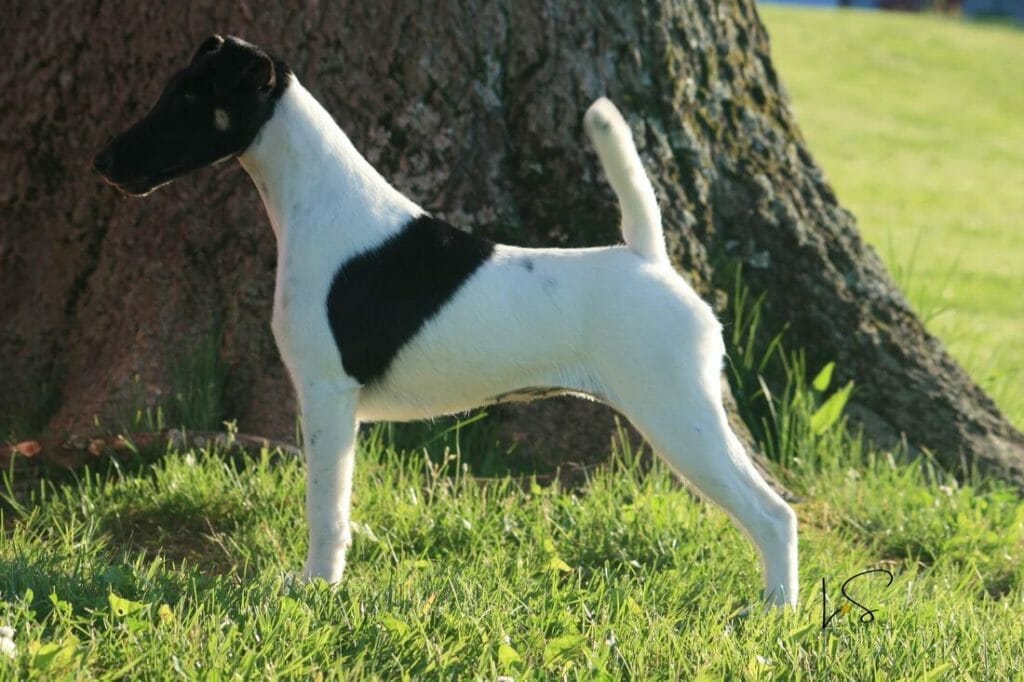 misty hollows London fog - fox terrier