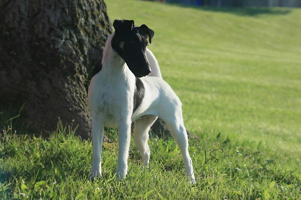 misty hollows London fog - fox terrier