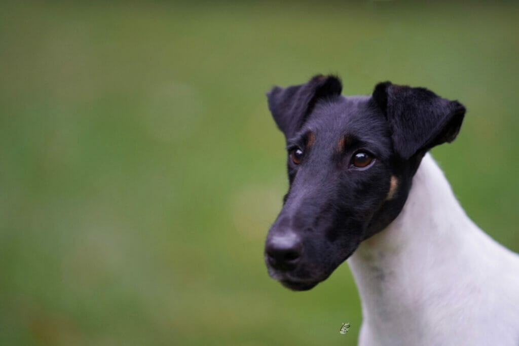 Misty Hollows London Fog - fox terrier head study