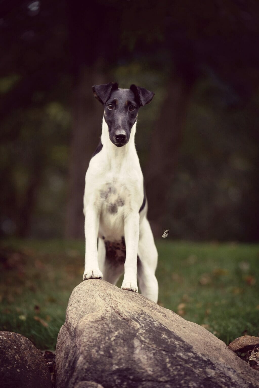 Misty Hollows London Fog - fox terrier head study