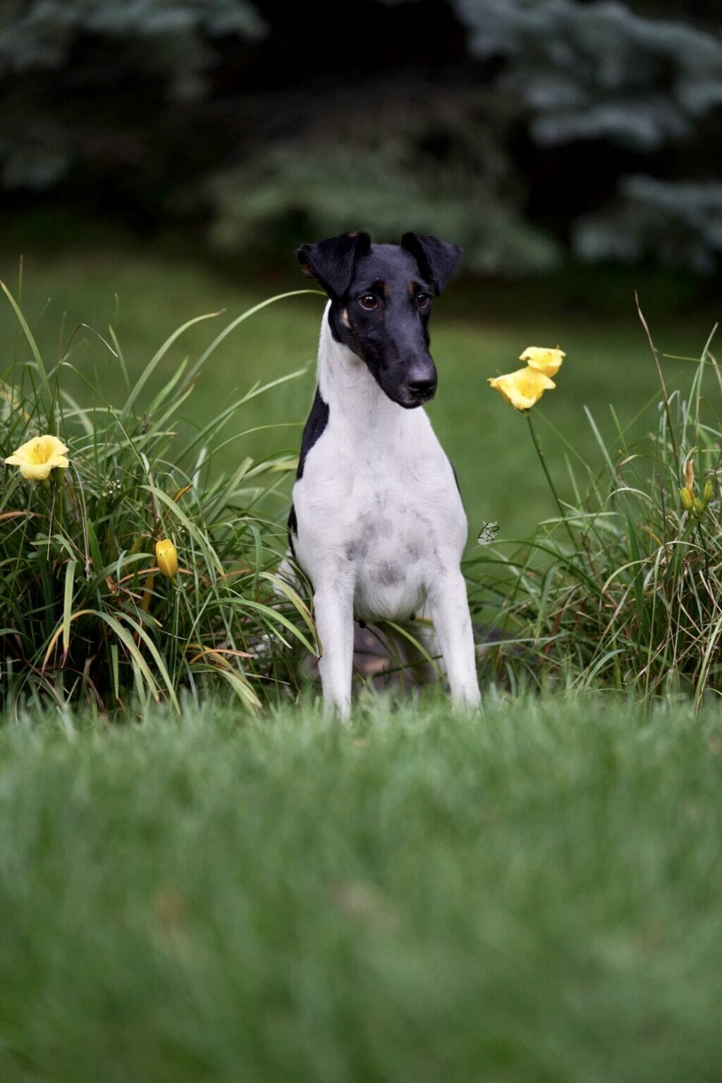 Misty Hollows London Fog - fox terrier head study in flowers