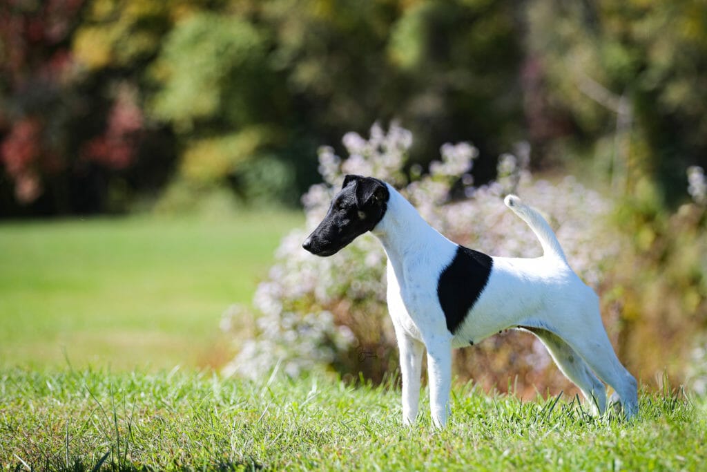 misty hollows London fog - fox terrier