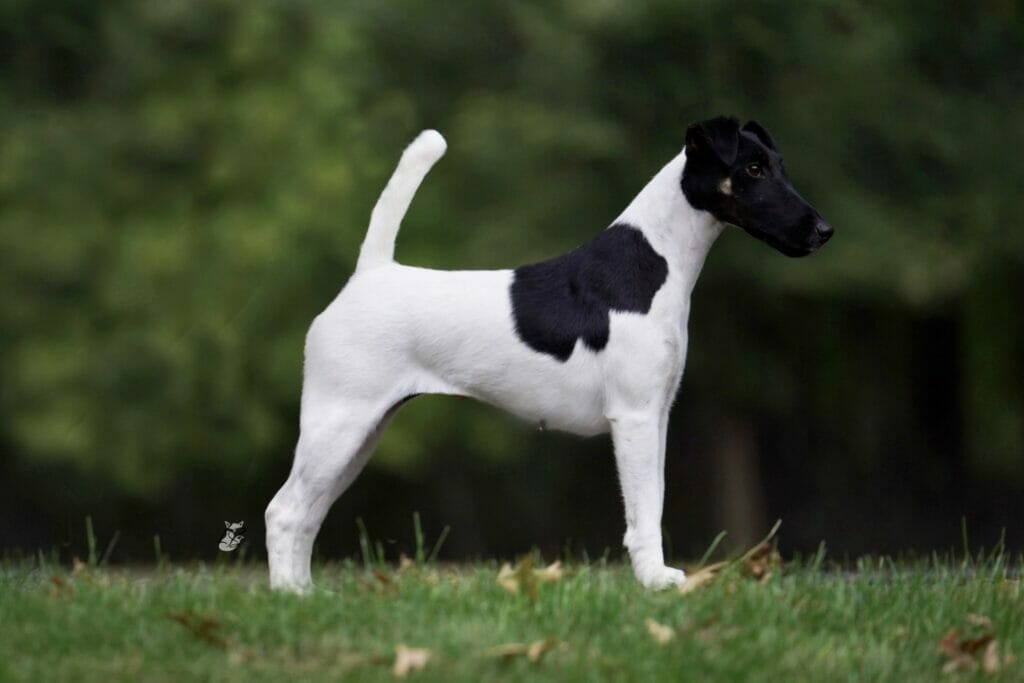 Misty Hollows London Fog - fox terrier