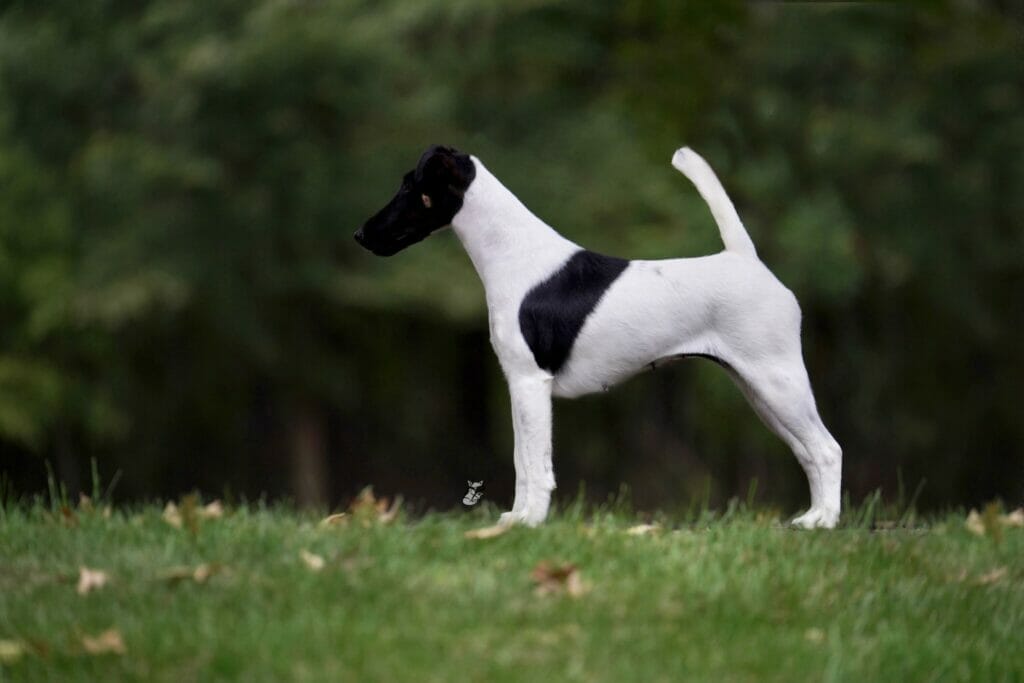 Misty Hollows London Fog - fox terrier