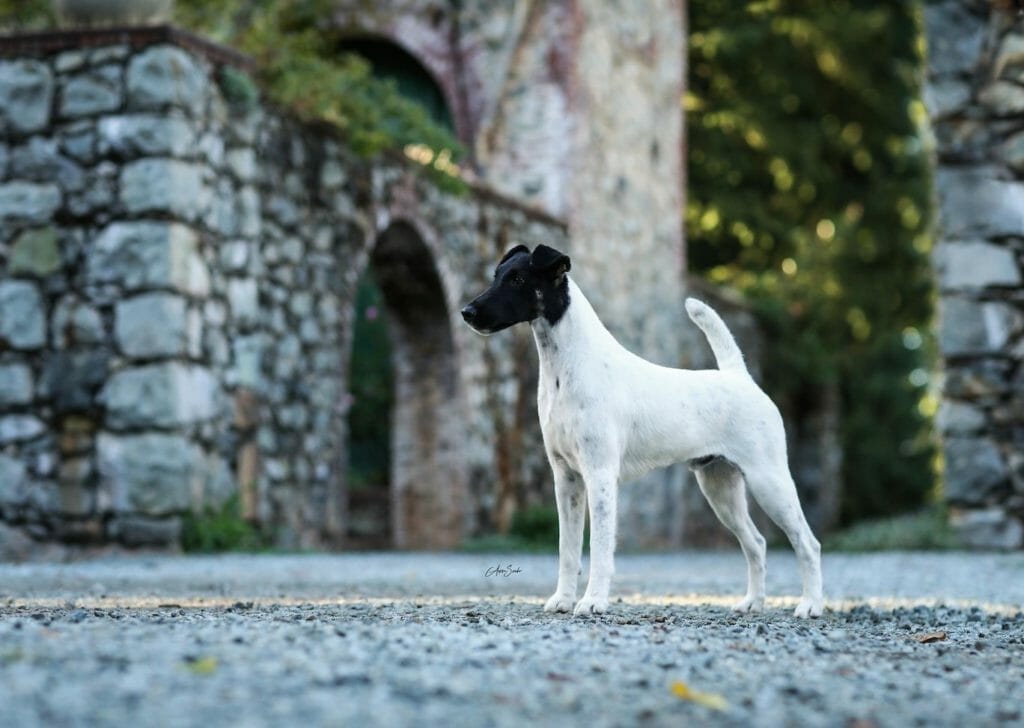 aimhi do over - fox terrier