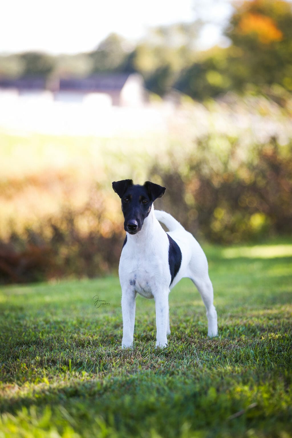 misty hollows London fog - fox terrier