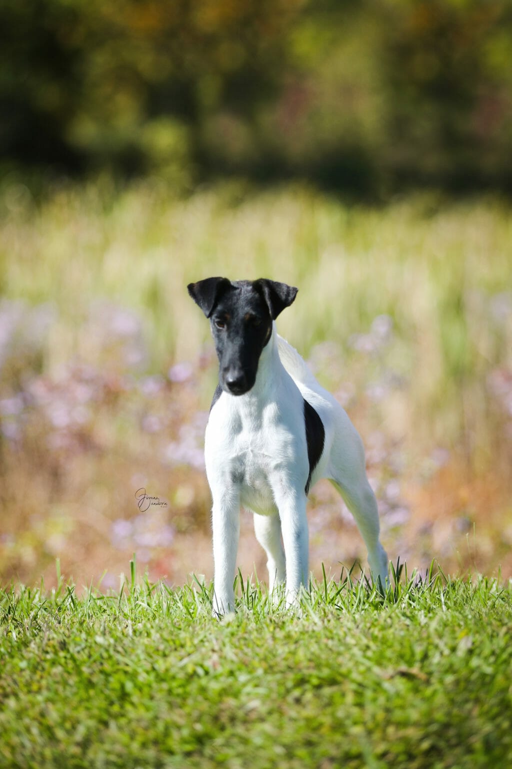 misty hollows London fog - fox terrier