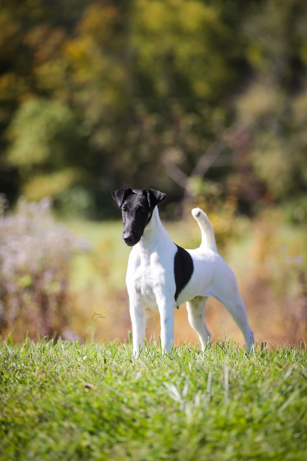 misty hollows London fog - fox terrier
