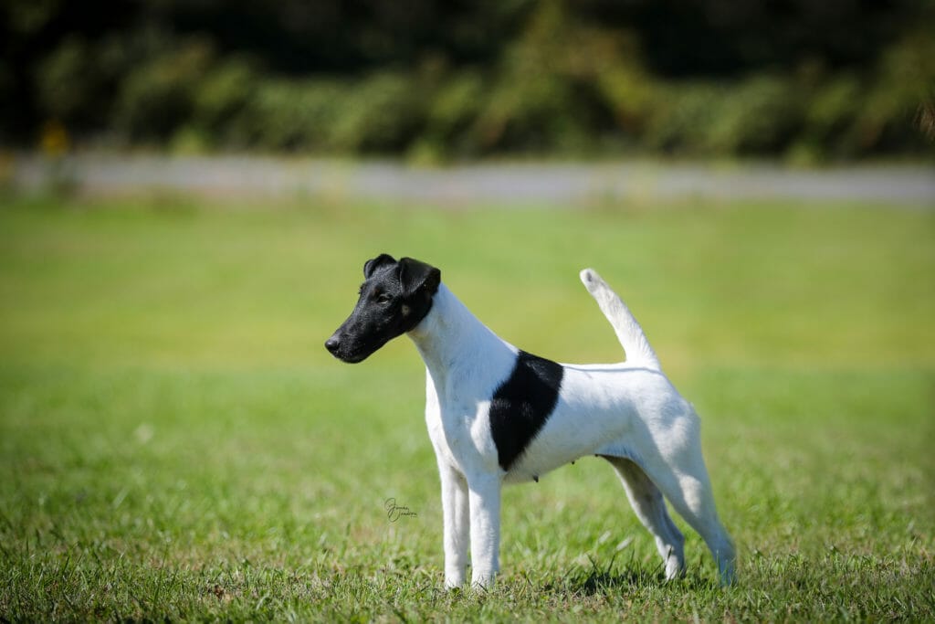 misty hollows London fog - fox terrier