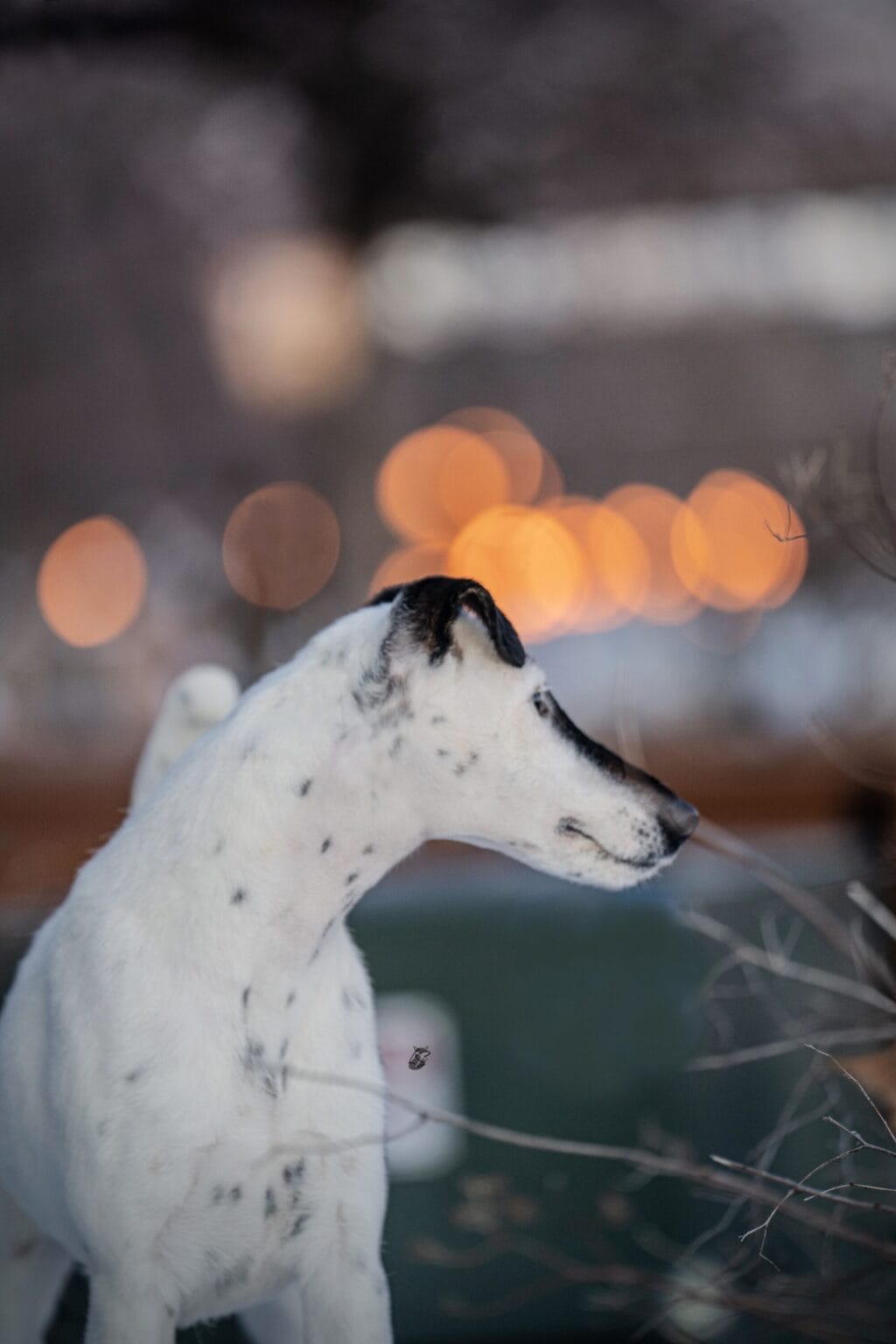 Photo of BISS GCH Decorum On Replay, a Black & White Fox Terrier (Smooth).