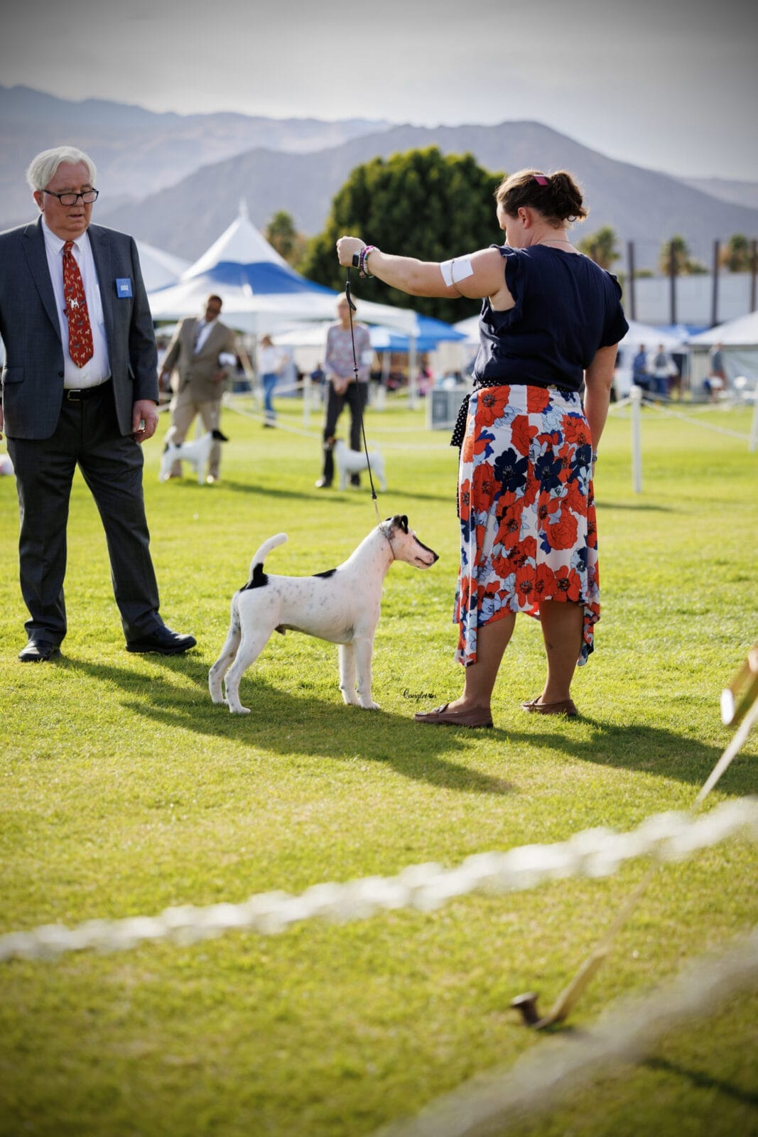 Photo of BISS GCH Decorum On Replay, a Black & White Fox Terrier (Smooth).