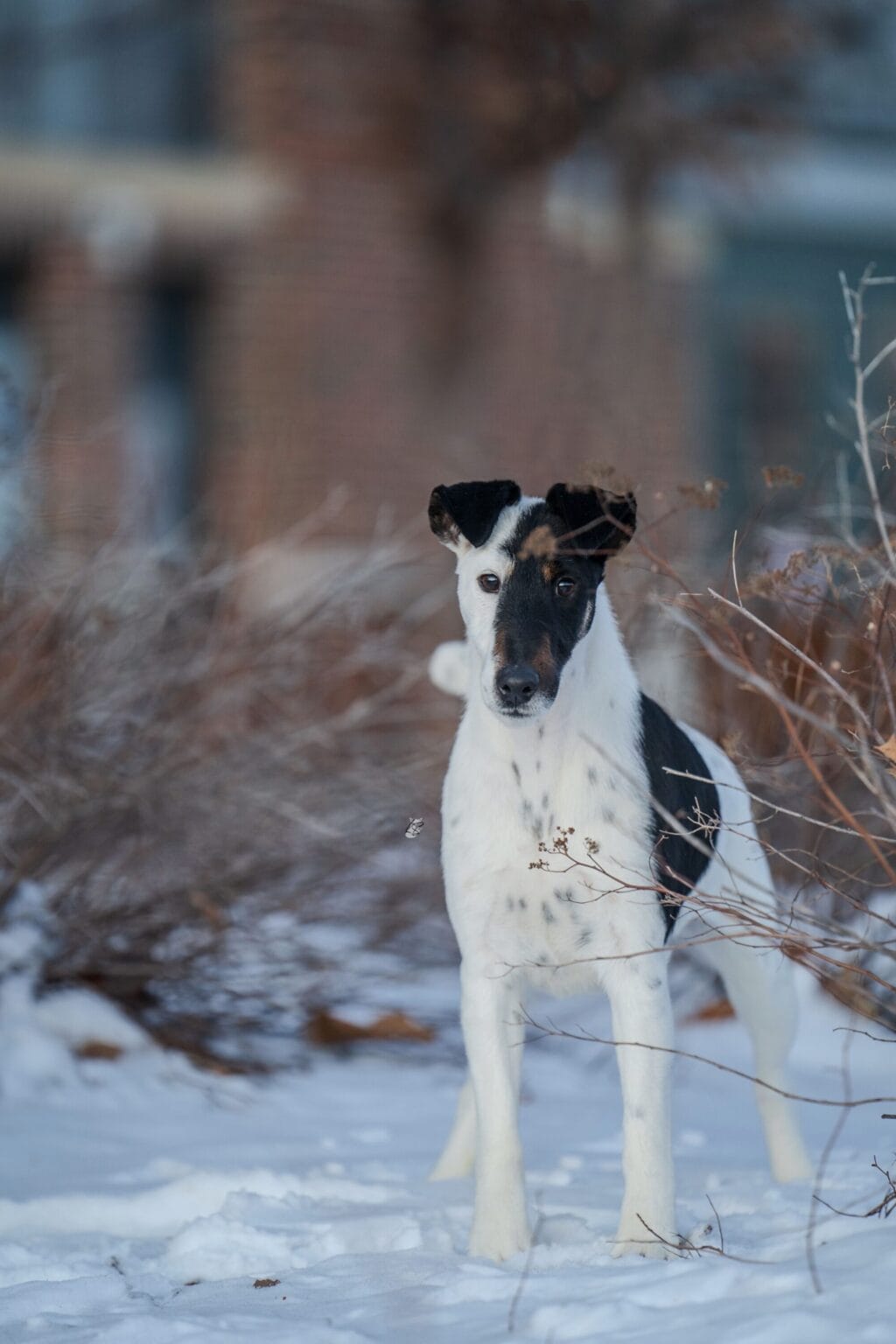 Photo of BISS GCH Decorum On Replay, a Black & White Fox Terrier (Smooth).