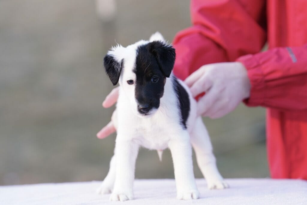 Photo of BISS GCH Decorum On Replay, a Black & White Fox Terrier (Smooth).