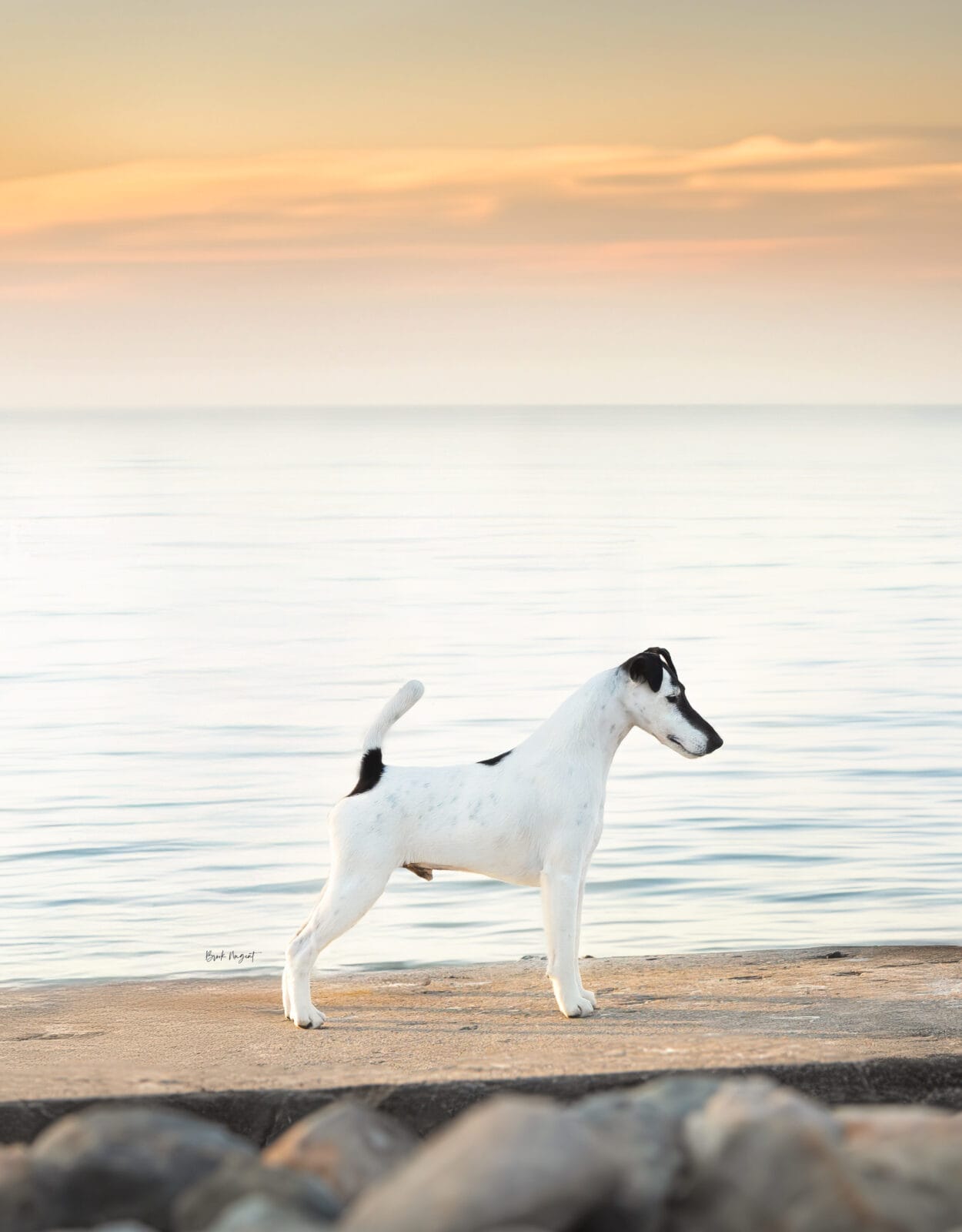 Photo of BIS MBISS GCH Decorum On Replay, a Black & White Fox Terrier (Smooth).