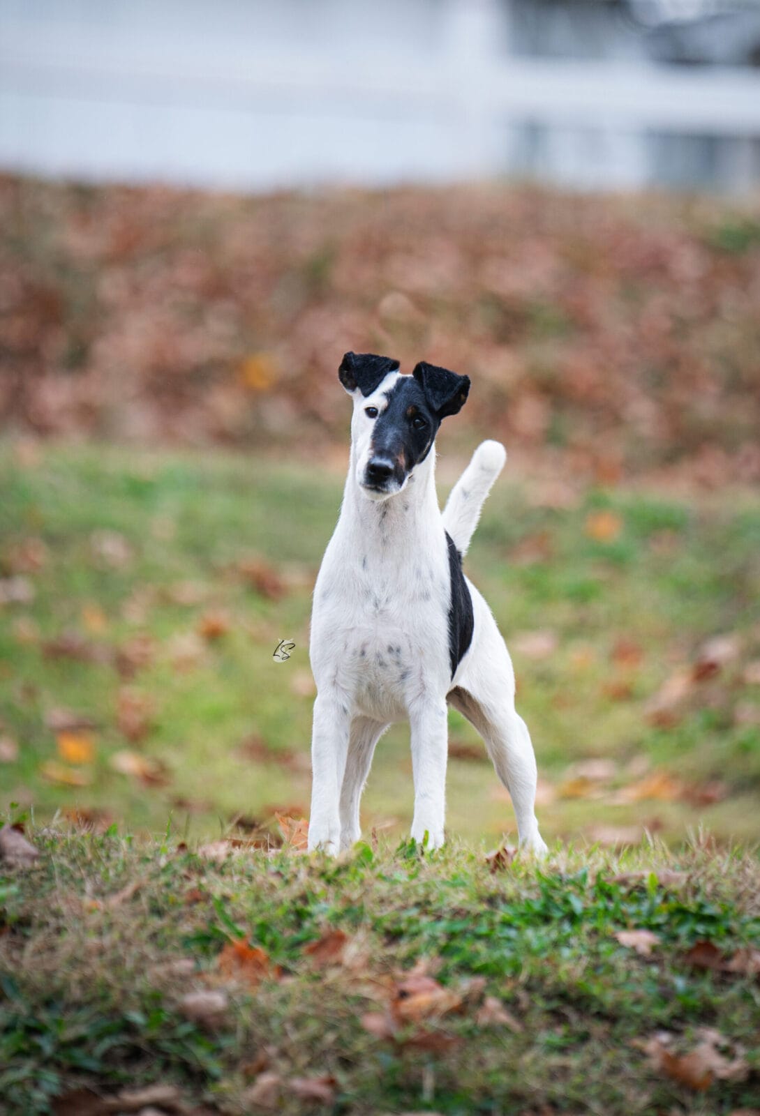 Decorum fox terrier BJ