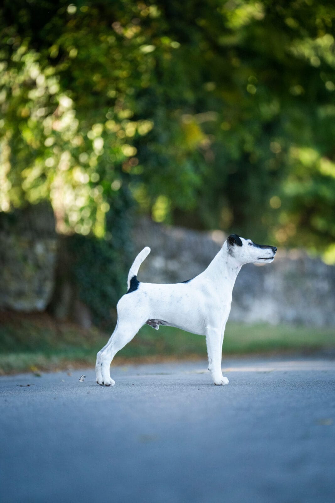 Photo of BIS MBISS GCH Decorum On Replay, a Black & White Fox Terrier (Smooth).
