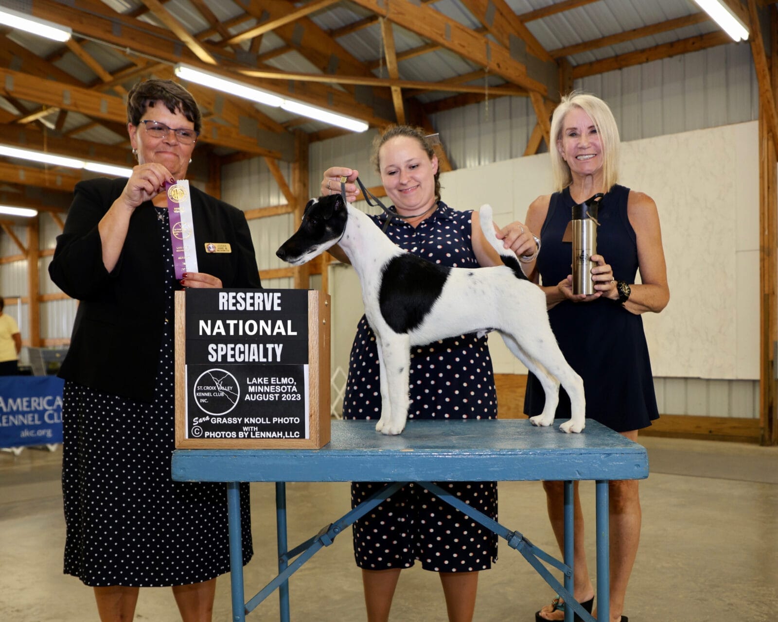 Photo of BISS GCH Decorum On Replay, a Black & White Fox Terrier (Smooth).
