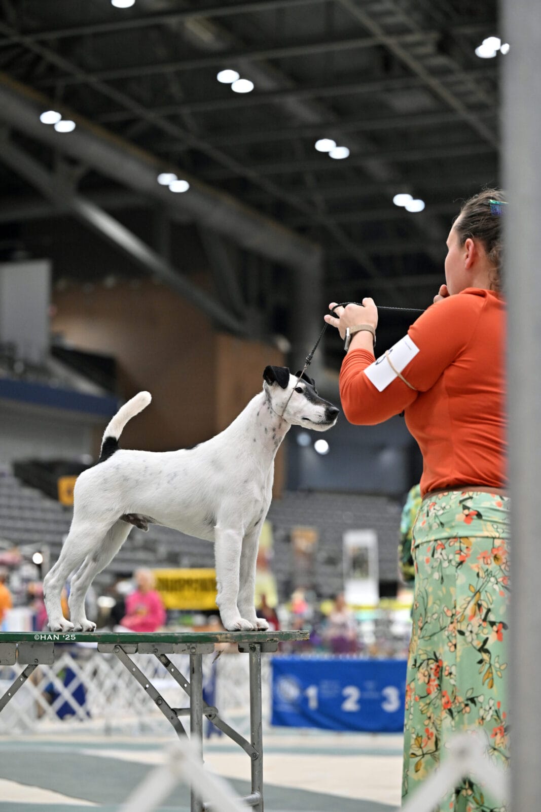 Photo of BIS MBISS GCH Decorum On Replay, a Black & White Fox Terrier (Smooth).