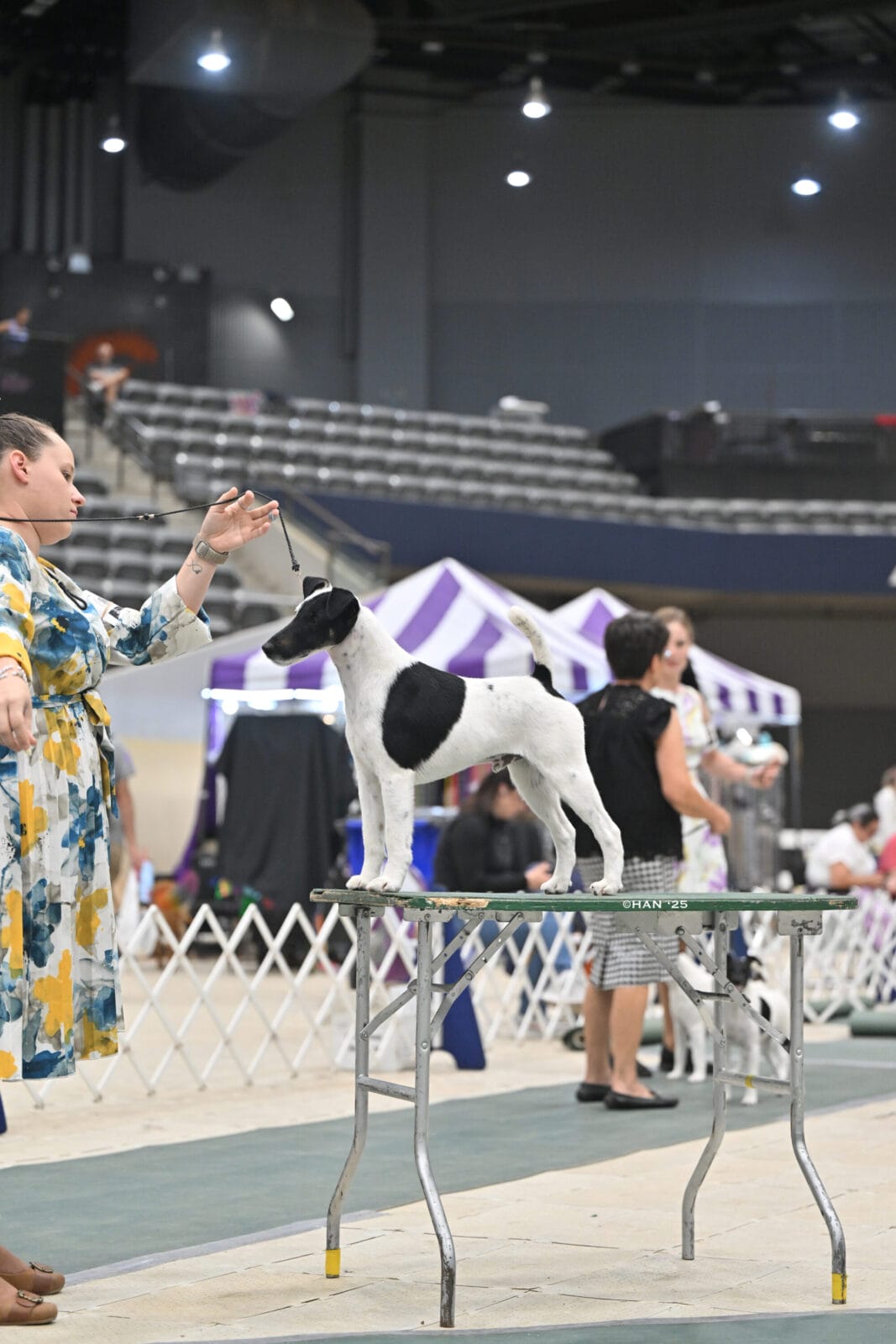 Photo of BIS MBISS GCH Decorum On Replay, a Black & White Fox Terrier (Smooth).
