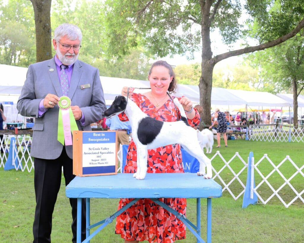 Decorum On Replay - smooth fox terrier winning Best In Sweeps