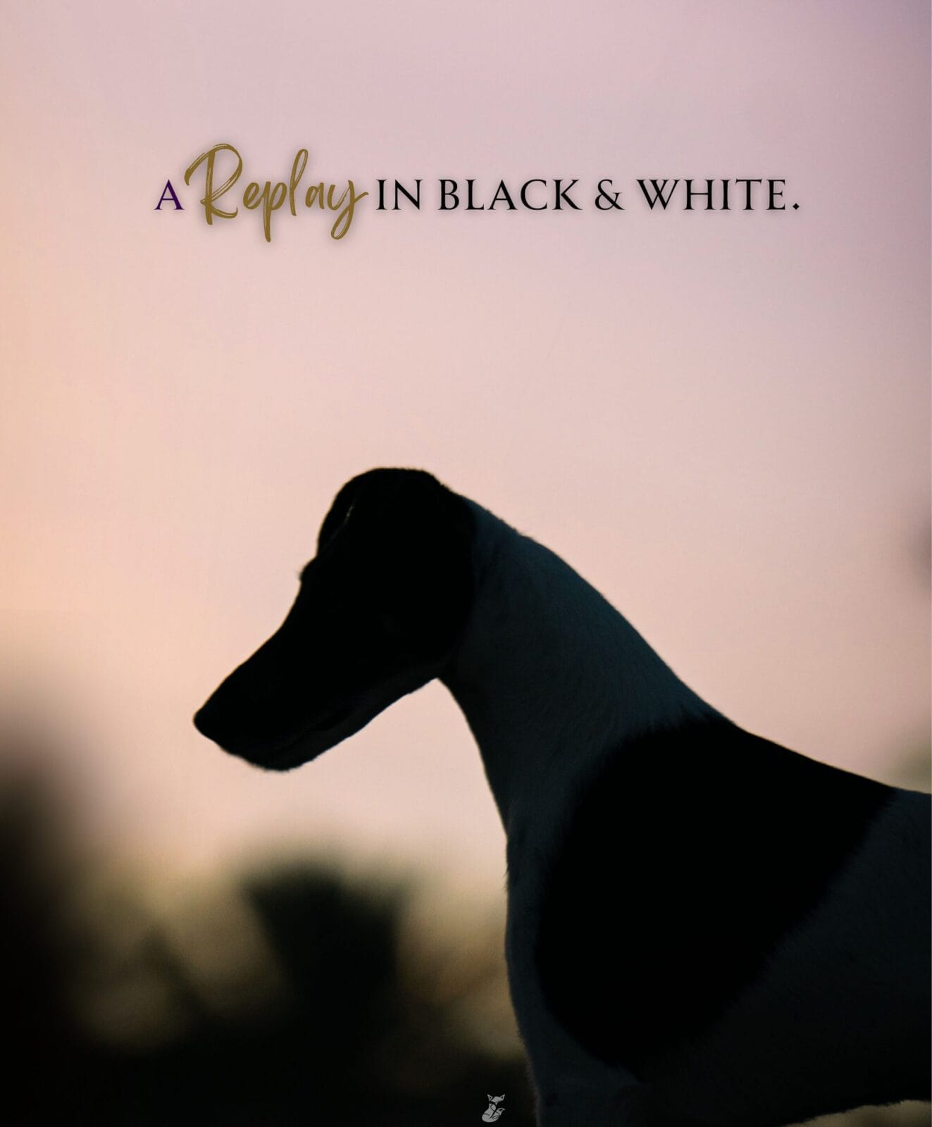 Photo of BISS GCH Decorum On Replay, a Black & White Fox Terrier (Smooth).