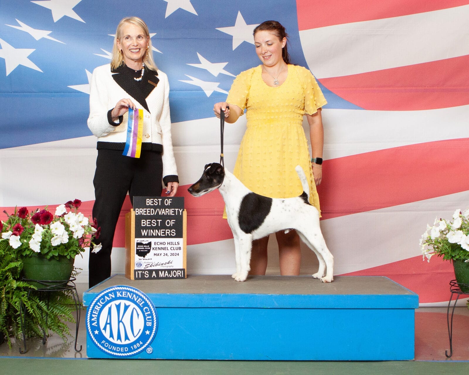 Photo of BISS GCH Decorum On Replay, a Black & White Fox Terrier (Smooth).