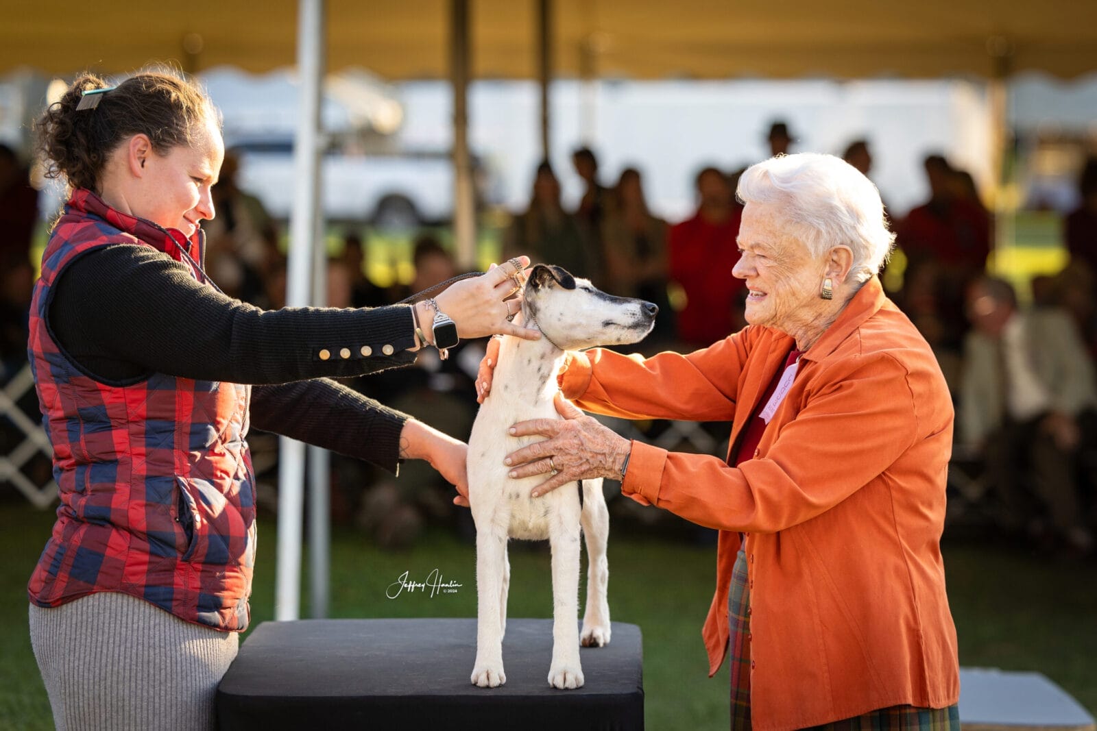 Photo of BISS GCH Decorum On Replay, a Black & White Fox Terrier (Smooth).