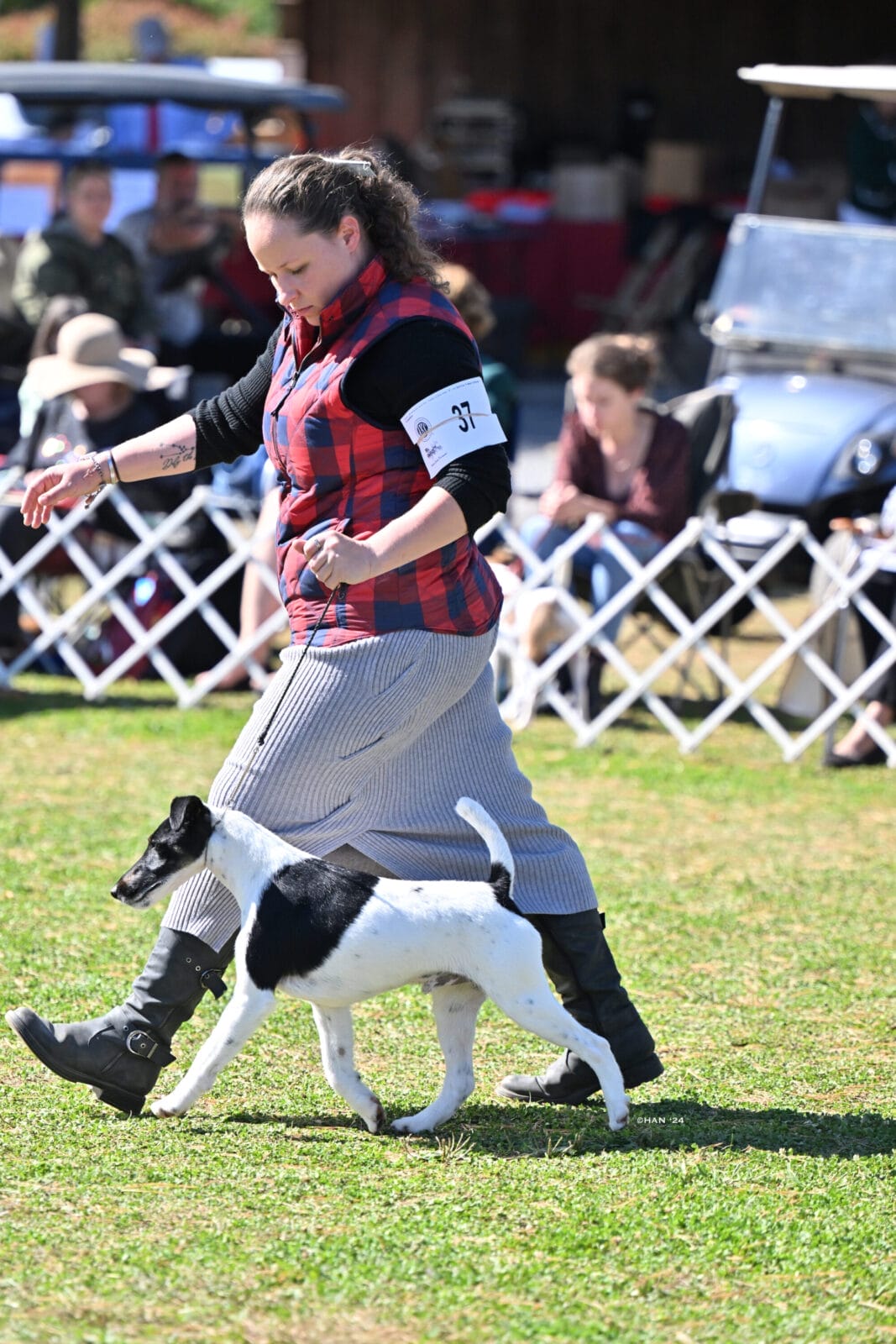 Photo of BISS GCH Decorum On Replay, a Black & White Fox Terrier (Smooth).