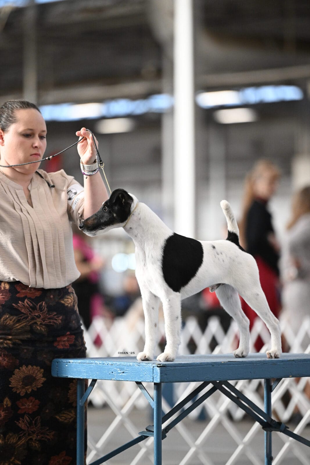 Photo of BIS MBISS GCH Decorum On Replay, a Black & White Fox Terrier (Smooth).
