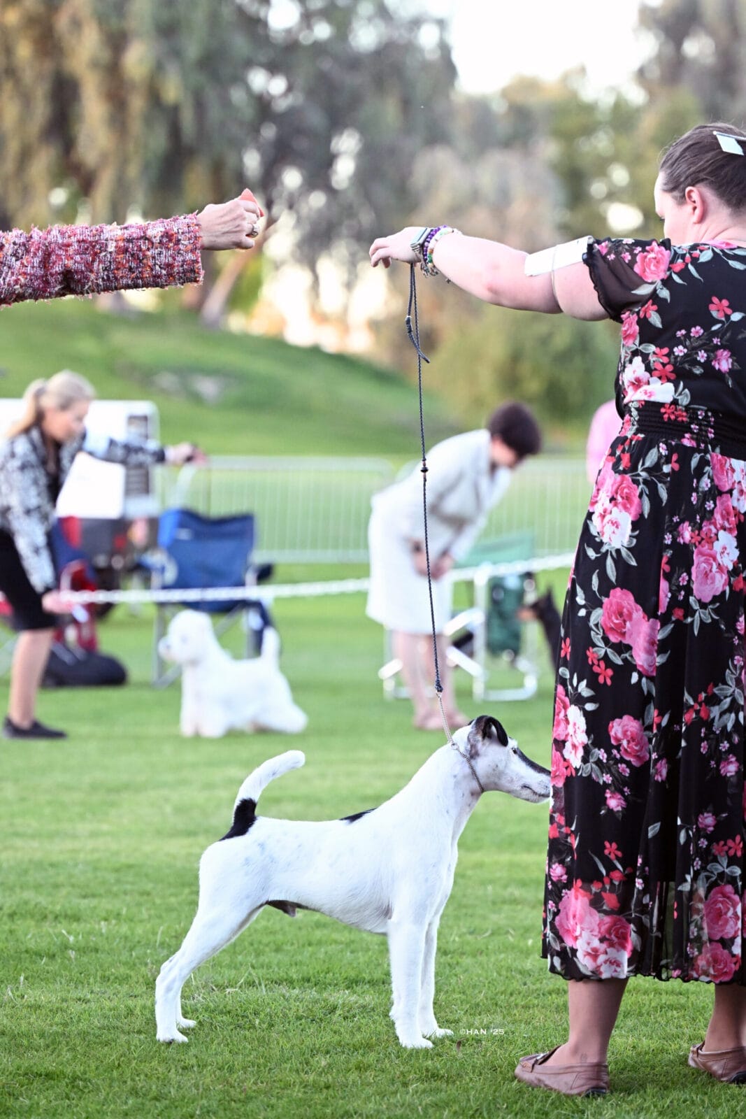 Photo of BISS GCH Decorum On Replay, a Black & White Fox Terrier (Smooth).