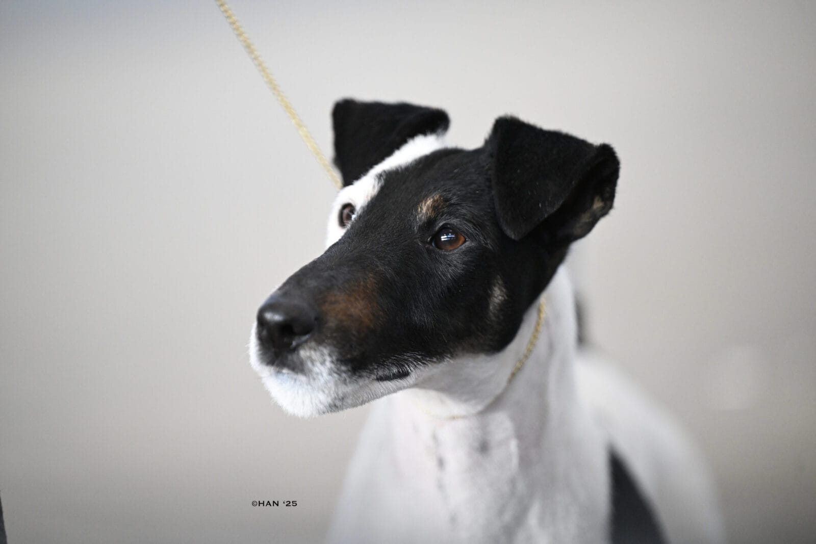 Photo of BISS GCH Decorum On Replay, a Black & White Fox Terrier (Smooth).