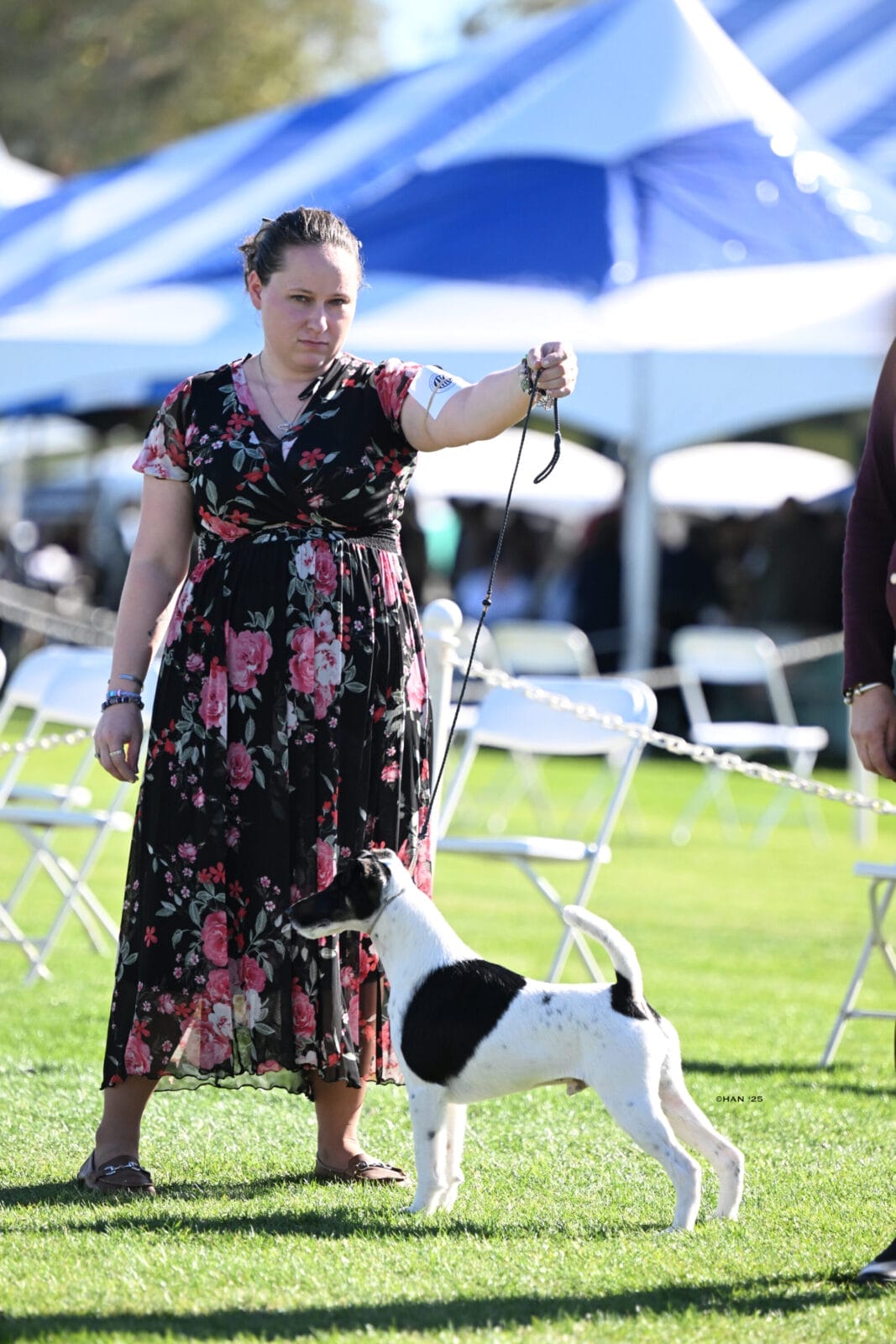 Photo of BISS GCH Decorum On Replay, a Black & White Fox Terrier (Smooth).